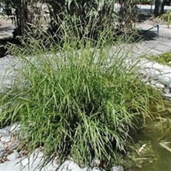 carex_pendula_GM_Q1.jpg