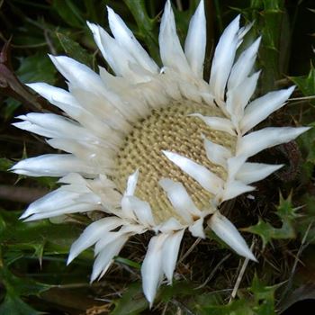 carlina_acaulis_GM_Q1.jpg