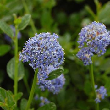 Cenanothus_impressus_Victoria_.JPG