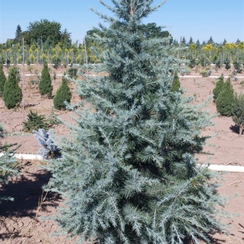 Cedrus deodara 'Robusta Glauca'