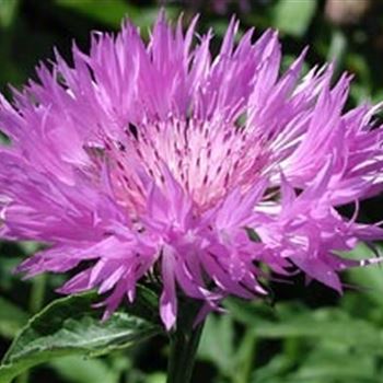 centaurea_dealbata_GM_R2.jpg