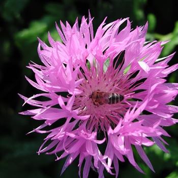 centaurea_hypoleuca_john_coutts_GM_R2.jpg