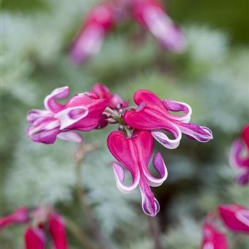 Dicentra formosa 'Burning Hearts'®