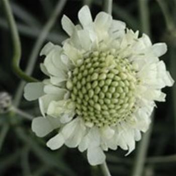 cephalaria_gigantea_GM_Q1.jpg