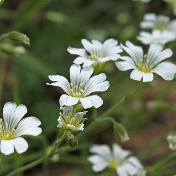 Cerastium_arvendse_Compactum.jpg