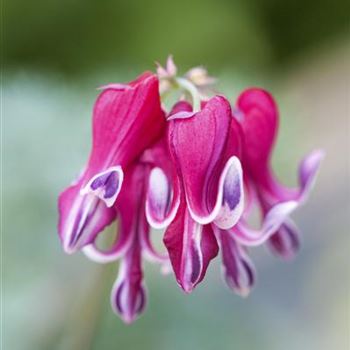 Dicentra formosa 'Burning Hearts'®