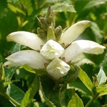 chelone_obliqua_alba_GM_Q1.jpg