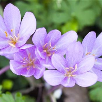 Colchicum autumnale