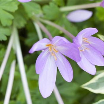 Colchicum autumnale