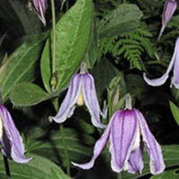 clematis_integrifolia_GM_R2.jpg