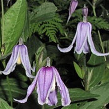 clematis_integrifolia_GM_Q1.jpg