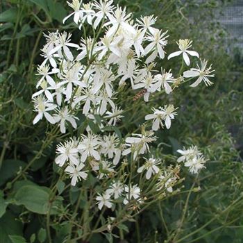 clematis_recta_grandiflora_GM_R2.jpg