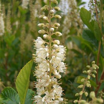 Clethra_alnifolia_Sixteen_Candles_q.jpg