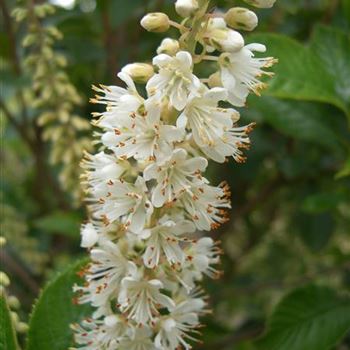 Clethra_alnifolia_Sixteen_Candles_1.jpg