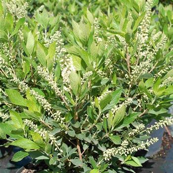 Clethra_alnifolia_Sixteen_Candles_2.jpg