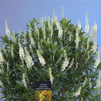 Clethra_alnifolia_Sixteen_Candles_BR_R1.jpg