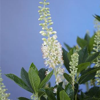 Clethra_alnifolia_Sixteen_Candles_BR_R2.jpg