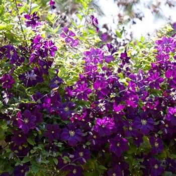 Clematis viticella 'Etoile Violette'