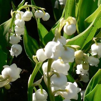 Convallaria_majalis_Grandiflora_BM_Q1.jpg