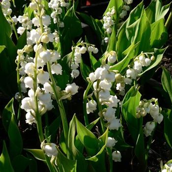 Convallaria_majalis_Grandiflora_BM_R2.jpg