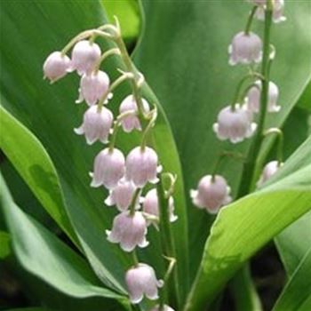 convallaria_majalis_rosea_GM_Q1.jpg