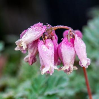 Dicentra formosa