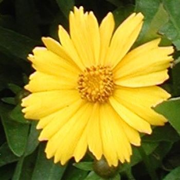 coreopsis_lanceolata_goldfink_GM_Q1.jpg