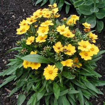 coreopsis_lanceolata_goldfink_GM_R3.jpg