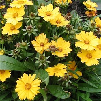 coreopsis_lanceolata_goldfink_GM_Q2.jpg