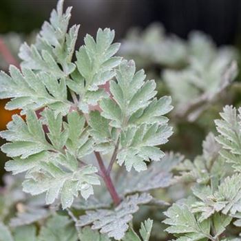 Dicentra formosa