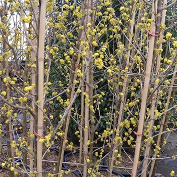 Cornus_mas_Golden_Glorie_5.JPG