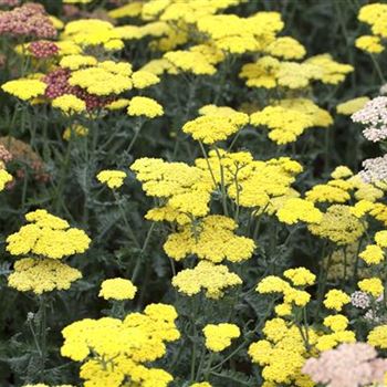 Achillea clypeolata 'Moonshine'