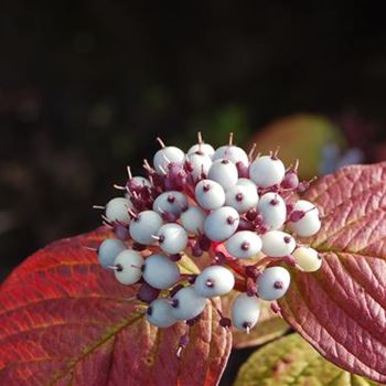 Cornus_Siberian_Pearls_GR_ 17.09.09_3.JPG