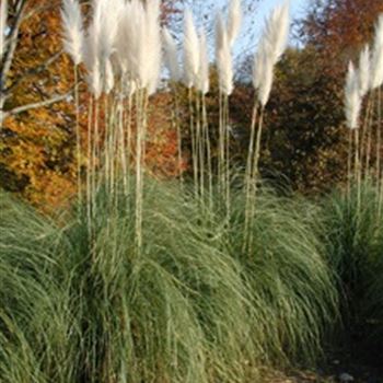 cortaderia_selloana_sunningdale_silver_GM_R2.jpg