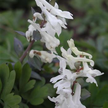 corydalis_cava_alba_GM_R2.jpg