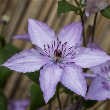 Clematis 'Hagley Hybrid'