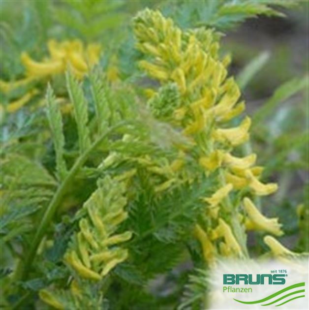 Corydalis cheilanthifolia, Farn-Lerchensporn von Bruns Pflanzen