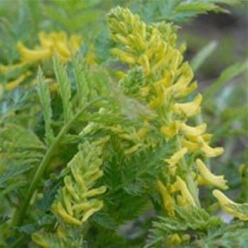 corydalis_cheilanthifolia_GM_Q1.jpg