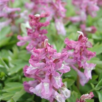 corydalis_solida_GM_R2.jpg