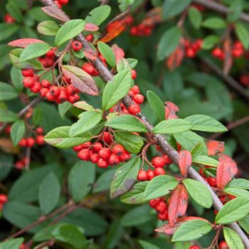 Cotoneaster_salicifolius_Herbstfeuer_2007_7951.jpg