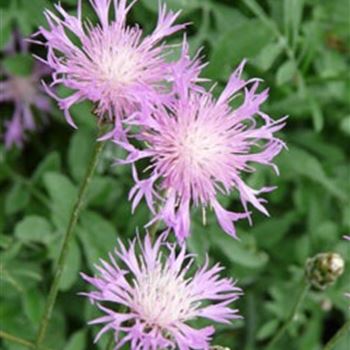 centaurea_bella_GM_Q1.jpg