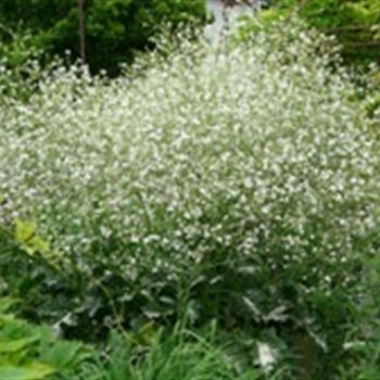 crambe_cordifolia_GM_R2.jpg