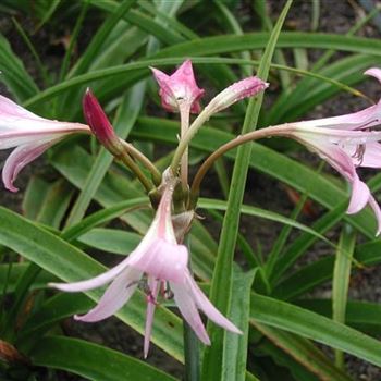 crinum_powellii_GM_R2.jpg