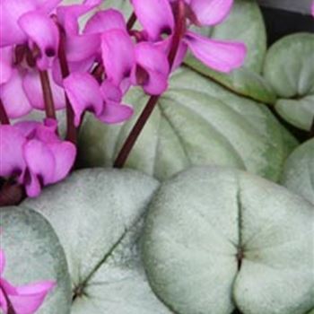 cyclamen_coum_silverleaf_GM_R2.jpg