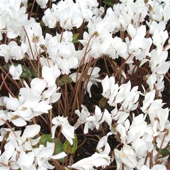 Cyclamen_hederifolium_Perlenteppich_WI_Q3.jpg