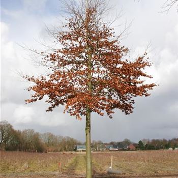 FSY_Sol_baum_6xv_300-400x45-50x500-700_G_SCHW175_2_06_03_06_8948.jpg