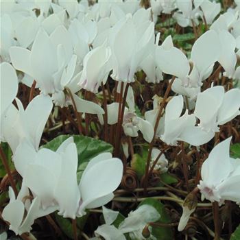 Cyclamen_hederifolium_Perlenteppich_WI_Q1.jpg