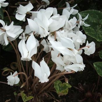 Cyclamen_hederifolium_Perlenteppich_WI_Q2.jpg