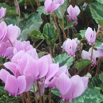 Cyclamen_hederifolium_Rosenteppich_WI_Q2.jpg