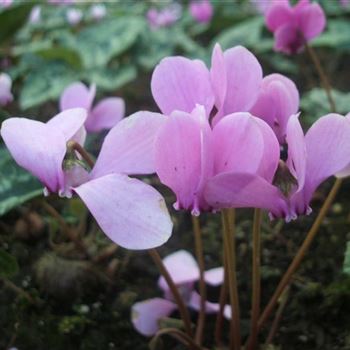 Cyclamen_hederifolium_Rosenteppich_WI_Q1.jpg